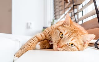 Картинка Красивый рыжий кот лежит на подоконнике