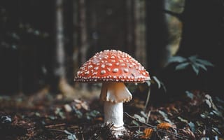 Картинка Красный гриб мухомор в холодном осеннем лесу
