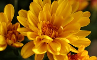 Картинка Желтые цветы хризантемы крупным планом