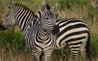 Картинка Полосатые зебры на траве