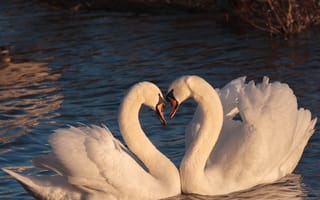 Картинка Два красивых влюбленных белых лебедя в воде