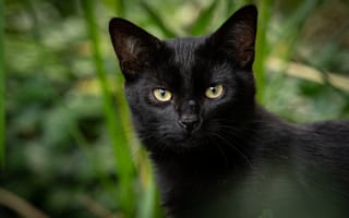Картинка Черный кот с желтыми глазами крупным планом