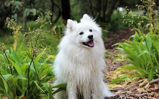 Картинка Белая собака породы шпиц с высунутым языком