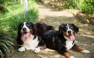 Картинка Две собаки породы Бернский зенненхунд с высунутым языком