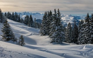 Картинка Высокие ели на заснеженном склоне горы зимой