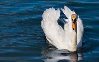 Картинка Красивый белый лебедь плывет по спокойной воде