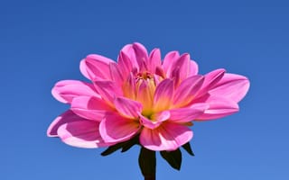 Картинка Красивый розовый цветок георгины на голубом фоне