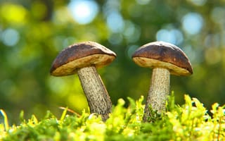 Картинка Два гриба растут на зеленом мху