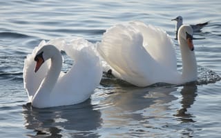 Картинка Два красивых белых лебедя в пруду с чайкой
