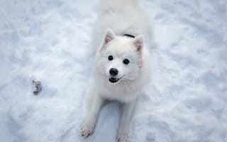 Картинка Забавная белая собака играет на снегу