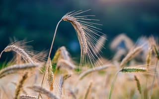 Картинка Спелые колосья пшеницы на поле крупным планом