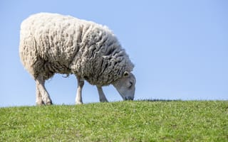 Обои Большая пушистая овца пасется на зеленой траве