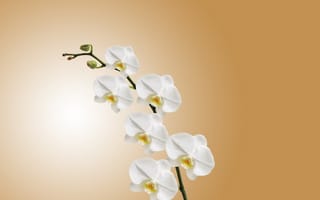 Картинка Ветка орхидеи с белыми цветами и бутонами