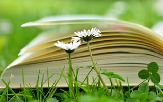 Картинка Открытая книга лежит на траве с белыми цветами