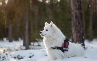Картинка Породистая белая собака гуляет по заснеженному лесу