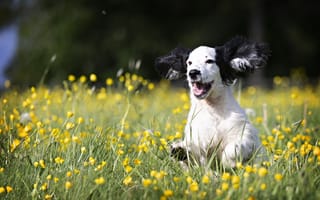 Картинка Веселый щенок бежит по зеленой траве с желтыми цветами