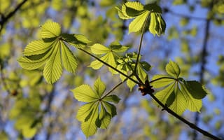 Обои Зеленые весенние листья каштана в лучах солнца