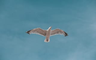 Картинка Большая белая чайка летит в голубом небе