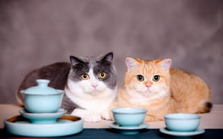 Картинка Два кота с чашками на сером фоне