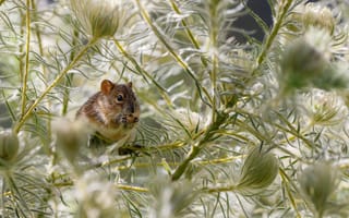 Обои Маленькая мышка сидит на зеленой траве