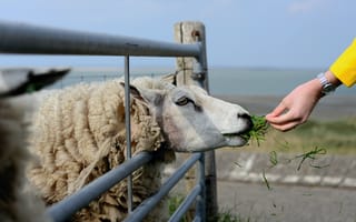 Картинка Большая пушистая овца ест траву на ферме