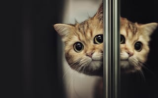 Картинка Породистый испуганный кот выглядывает из-за двери