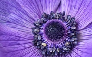 Обои Серединка фиолетового цветка анемоны крупным планом