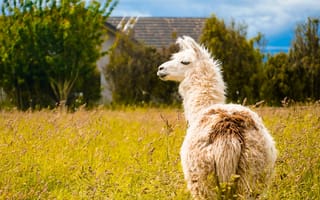 Картинка Пушистая лама пасется на зеленой траве