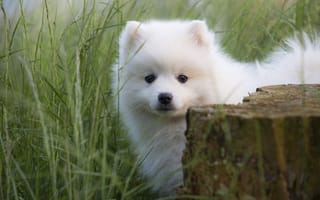 Обои Маленький пушистый белый щенок шпица в зеленой траве