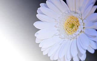 Картинка Белый цветок гербера на сером фоне крупным планом