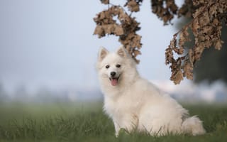 Картинка Белая собака породы японский шпиц сидит на траве