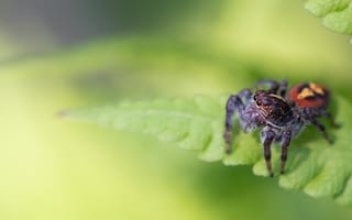 Картинка Большой паук сидит на зеленом листе