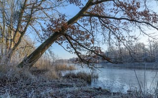 Картинка Покрытые инеем деревья и трава на берегу реки зимой