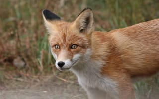 Картинка Хитрый взгляд большой рыжей лисы с черным носом