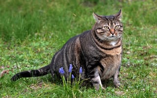 Картинка Толстый серый кот сидит на зеленой траве