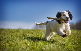 Обои Веселый щенок с палкой бежит по зеленой траве