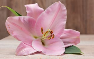Картинка Красивая нежная розовая лилия на столе
