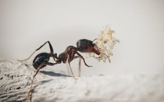 Картинка Маленький муравей с добычей