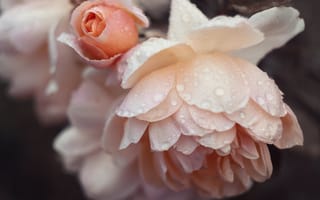 Картинка Розовые цветы розы в каплях дождя