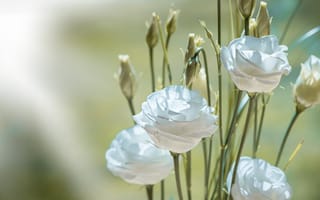 Картинка Белые цветы эустома с бутонами крупным планом
