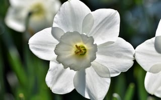 Картинка Белый цветок весеннего нарцисса крупным планом