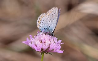 Картинка Красивая голубая бабочка на розовом цветке