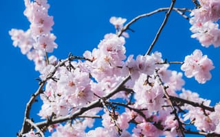 Обои Розовые цветы черешни на ветках дерева на фоне голубого неба