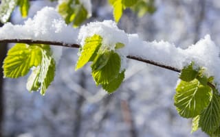 Обои Снег на ветке с зелеными листьями весной