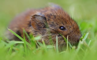 Картинка Маленький мышонок в траве крупным планом