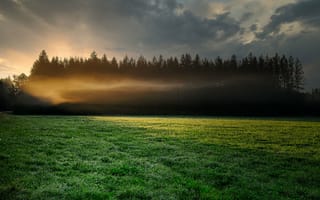 Картинка Туман над зеленым лугом у хвойного леса утром