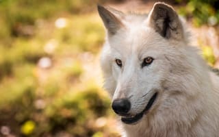 Картинка Морда красивого белого волка крупным планом