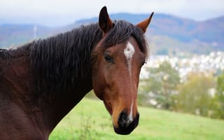 Картинка Морда красивой коричневой лошади