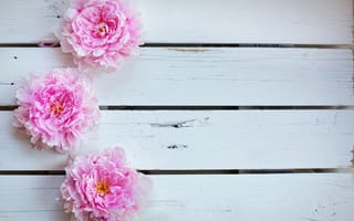 Картинка Три розовых пиона на деревянном столе