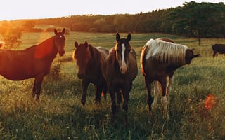 Обои Стадо лошадей пасется на зеленой поляне на рассвете